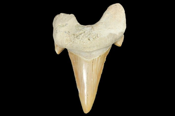 Fossil Shark Tooth (Otodus) - Morocco #103290